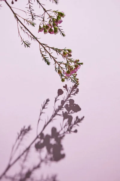 Lente Bloeiende Tak Van Roze Bloemen Met Schaduw Een Roze — Stockfoto