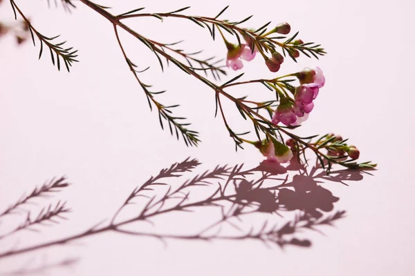 Υποκατάστημα Ροζ Λουλούδια Πράσινα Φύλλα Και Μπουμπούκια Αντανάκλαση Της Σκιάς — Φωτογραφία Αρχείου