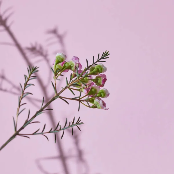 Квітуча Гілка Зеленим Листям Рожевими Квітами Бутонами Тіні Рожевому Тлі — стокове фото