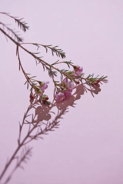 Δημιουργική Διάταξη Ένα Κλαδί Ροζ Λουλούδια Και Πράσινα Φύλλα Μια — Φωτογραφία Αρχείου