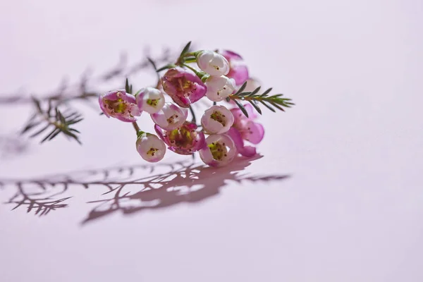 Bellissimo Ramo Fiorito Con Fiori Rosa Boccioli Riflessione Ombra Uno — Foto Stock