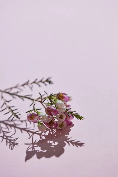 Ramo Primaverile Fiorito Con Boccioli Fiori Rosa Riflesso Dell Ombra — Foto Stock