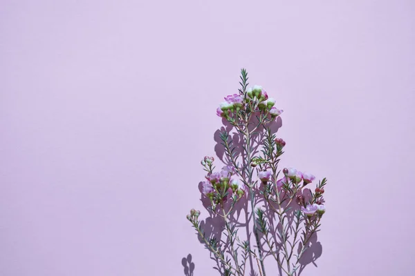 Гілка Багатьма Маленькими Рожевими Бутонами Квітами Представлена Фіолетовому Тлі Відображенням — стокове фото