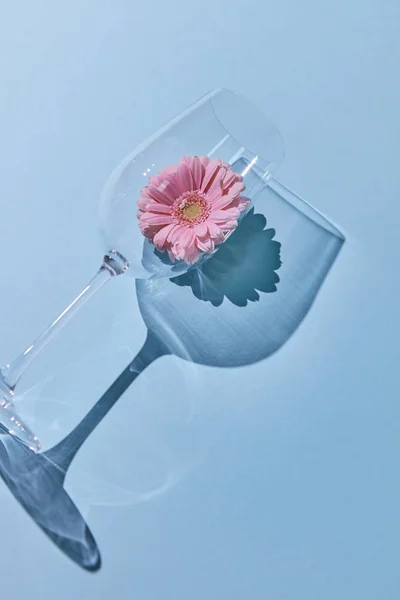 Composição Criativa Copo Gerbera Rosa Com Uma Sombra Contexto Azul — Fotografia de Stock