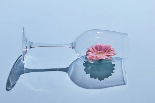 Gerbera Rosa Bicchiere Riflessi Ombra Sfondo Blu Disposizione Floreale Minimalista — Foto Stock