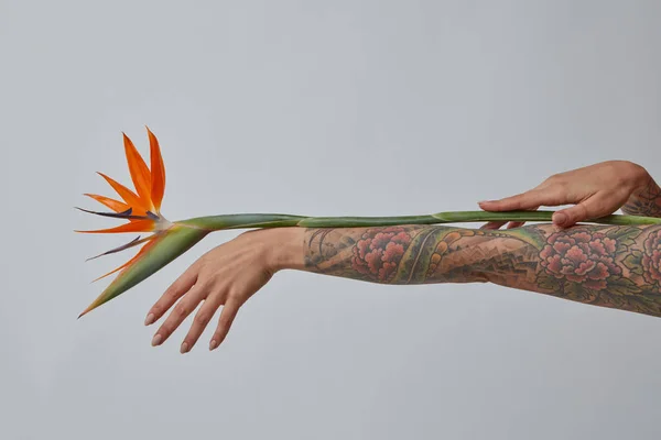 Рука Дівчини Татуюванням Тримає Свіжу Різнокольорову Квіткову Строліцію Сірому Фоні — стокове фото