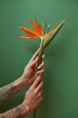 Woman tattoo hands hold orange strelitzia on green background. Minimal festive spring flower background. clipart