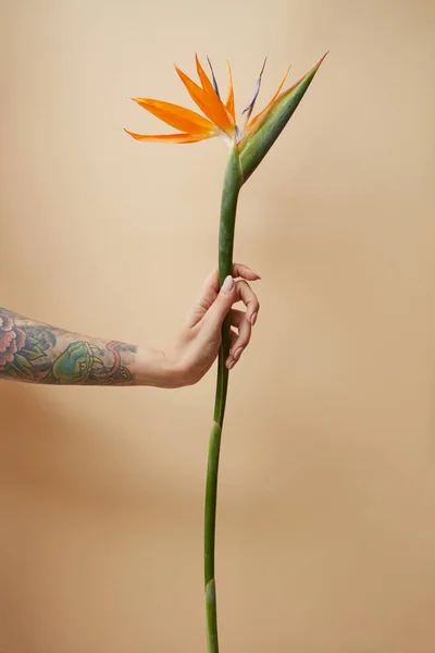 Gren Blommor Strelitzia Tatuering Handen Flicka Beige Bakgrund Minimal Festliga — Stockfoto