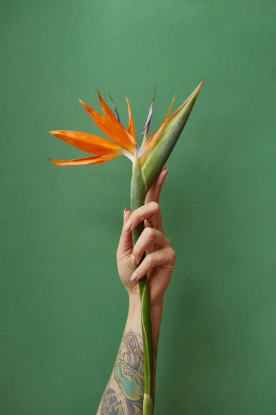 Orange Strelitzia Kvinnas Tatuering Hand Med Nude Nagellack Grön Bakgrund — Stockfoto