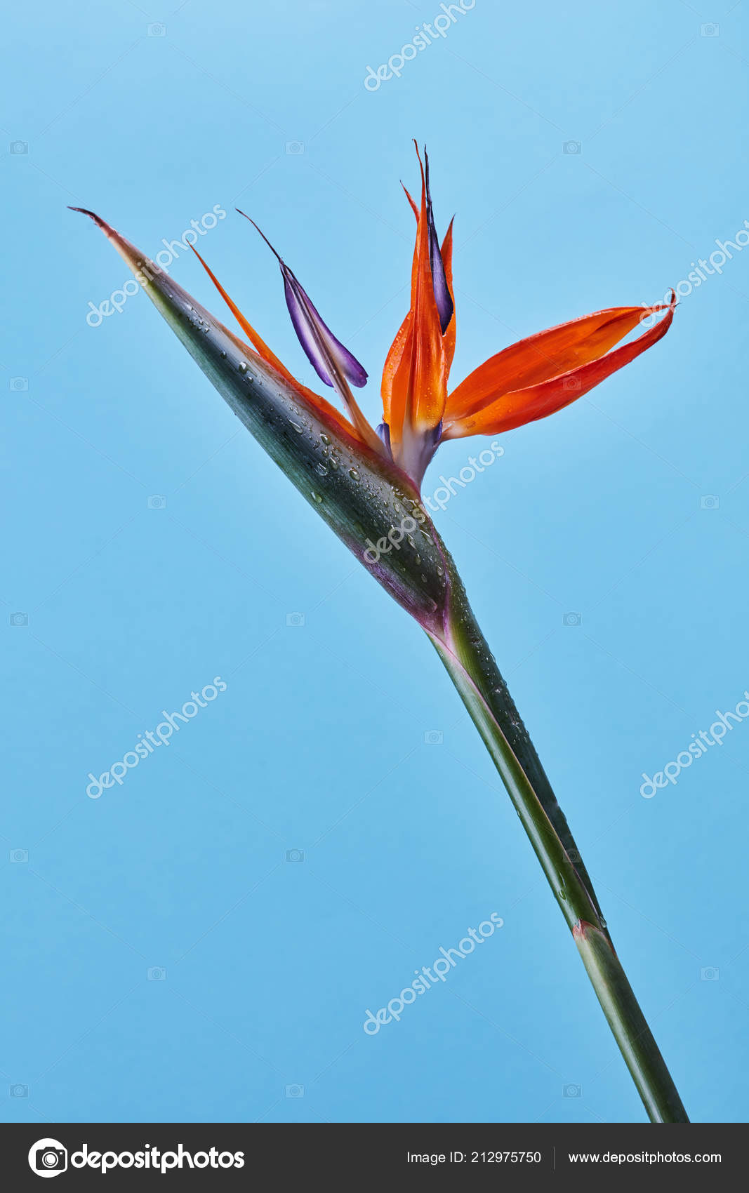 Strelitzia Reginae Fleur Oiseau Paradis Pleine Floraison Sur