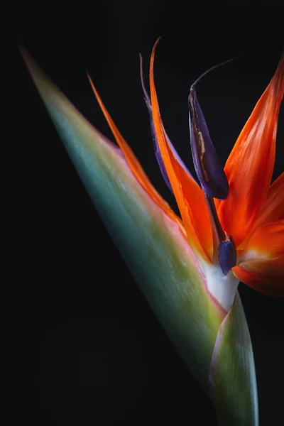 ストレチアの Reginae またはクレーン花または黒の背景に分離された鳥の楽園の花 — ストック写真