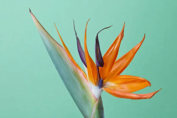 Hermosa Flor Exótica Real Strelitzia Reginae Ave Del Paraíso Aislada — Foto de Stock