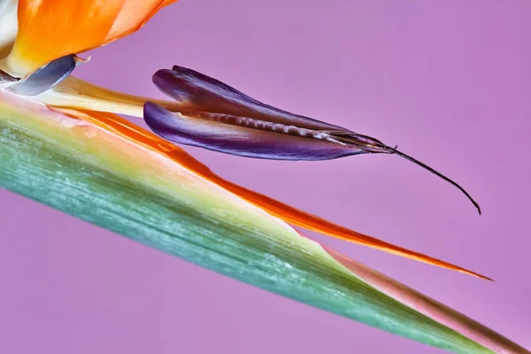 Bird Paradise Strelitzia Crane Flower Closeup Macro Photo Flower Typical — Stock Photo, Image
