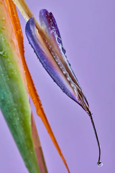 Makro Pchnięciu Żywy Ptak Rajski Kwiat Strelitzia Fioletowym Tle Królewski — Zdjęcie stockowe