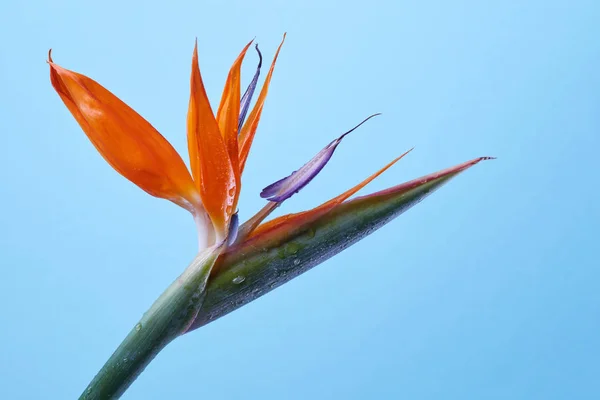 Hermosa Flor Strelitzia Reginae Aislada Sobre Fondo Azul Flor Pájaro — Foto de Stock