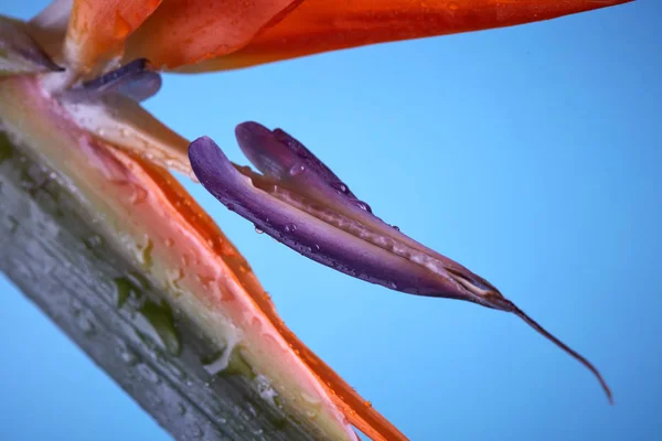 青色の背景にストレチアの明るい花びらのマクロ写真 エキゾチックな花 花の背景 — ストック写真