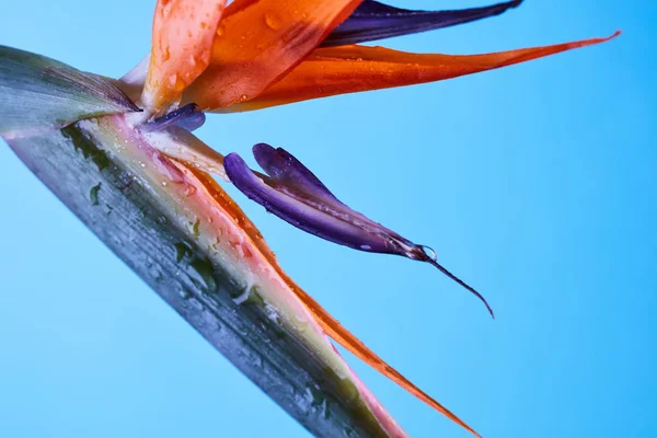 Strelitzia Tropical Kwiat Niebieskim Tle Kolorowe Płatki Zbliżenie Zdjęcie Jako — Zdjęcie stockowe