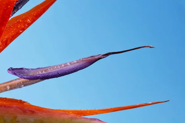 Pétales Strelitzia Reginae Fleur Oiseau Paradis Gros Plan Sur Fond — Photo