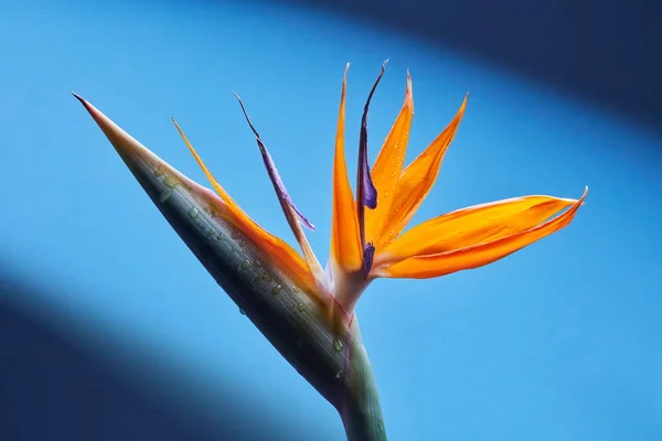 Orange Strelitzia Reginae Kwiat Bliska Rajskiego Ptaka Niebieskim Tle Tropikalny — Zdjęcie stockowe