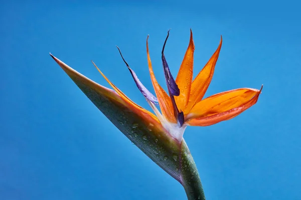 Royal Strelitzia Rozkwicie Żółty Pomarańczowy Kwiat Tropikalnej Zielonych Liści Niebieskim — Zdjęcie stockowe