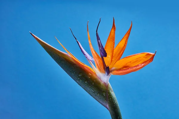 Royal Strelitzia Bloom Yellow Orange Tropical Flower Green Leaves Blue — Stock Photo, Image