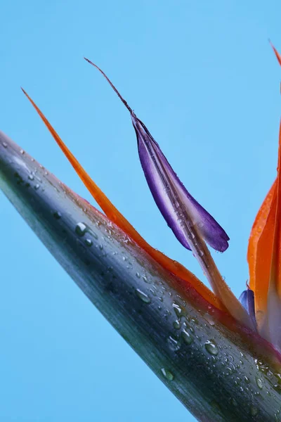 Macro Foto Pétalas Coloridas Strelitzia Com Gotas Água Fundo Azul — Fotografia de Stock