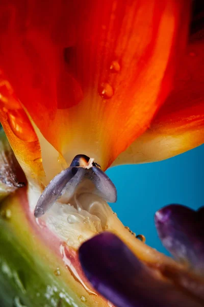 露の滴でストレチアのカラフルな花びら マクロ写真 花の背景 はがきのレイアウトや背景 マクロ写真 — ストック写真