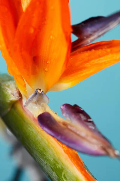 青色の背景に水の滴をエキゾチックなストレチア花のオレンジ色鮮やかな紫の花びら カードまたは背景としてのマクロ写真 — ストック写真