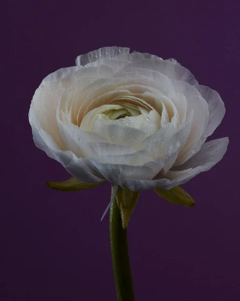 Virágzó Fehér Ranunculus Víz Csepp Egy Lila Háttér Tavaszi Virág — Stock Fotó