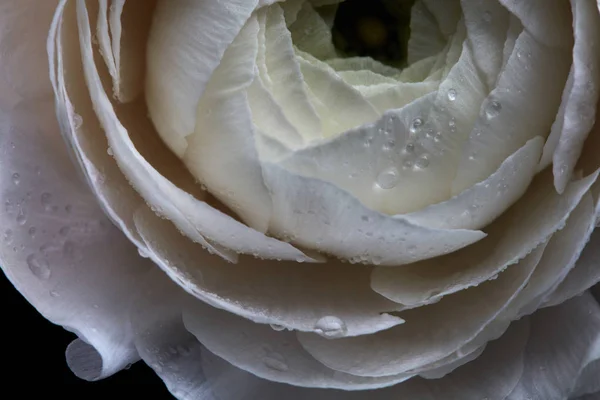 Όμορφο Πολυτελές Βατράχιο Δρόσου Σταγόνες Ένα Λευκό Ranunculus Μακρο Φωτογραφία — Φωτογραφία Αρχείου