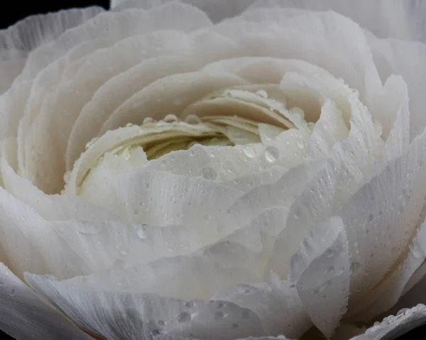 Foto Macro Uma Flor Elegante Ranúnculo Branco Com Gotas Água — Fotografia de Stock