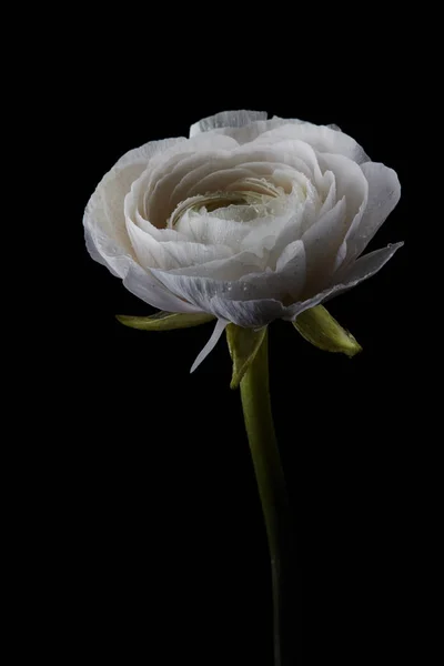 Voorjaar Bloeiende Witte Ranunculus Met Druppels Dauw Een Zwarte Achtergrond — Stockfoto