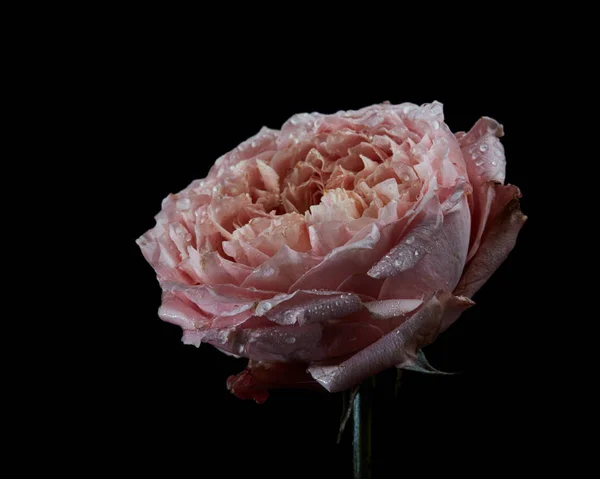 Зіпсована Рожева Персикова Квітка Баклажанів Ranunculus Краплями Води Ізольовані Чорному — стокове фото