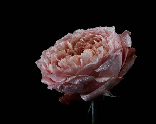 Flor Buttercup Persa Rosa Estragada Ranúnculo Com Gotas Água Isoladas — Fotografia de Stock