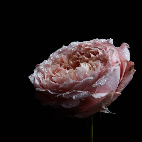 Sterven Roze Boterbloem Ranunculus Van Bloem Met Water Druppels Close — Stockfoto