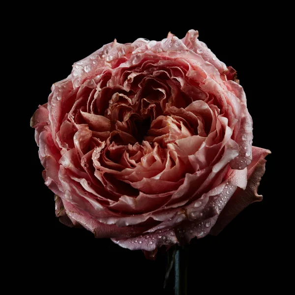 Şımarık Pembe Düğünçiçeği Düğün Çiçeği Çiçek Siyah Arka Plan Üzerine — Stok fotoğraf