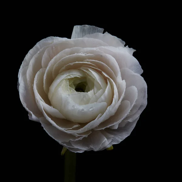 Mooie Fijne Witte Ranunculus Presenteerde Geïsoleerd Een Zwarte Achtergrond Natuurlijke — Stockfoto