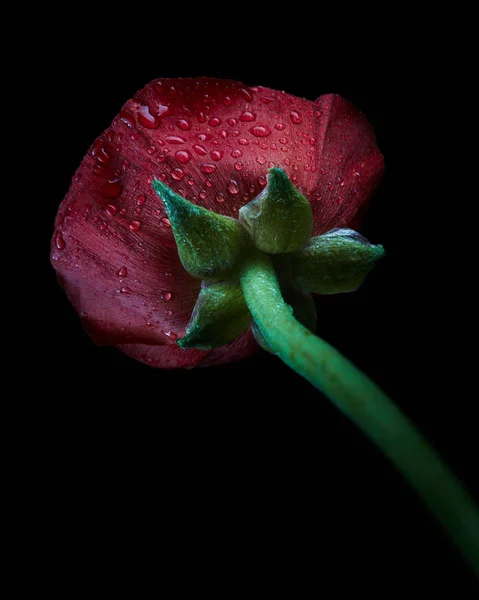 赤いラナンキュラス 分離黒の背景上に水と明るい花キンポウゲが値下がりしました クローズ アップ自然 — ストック写真