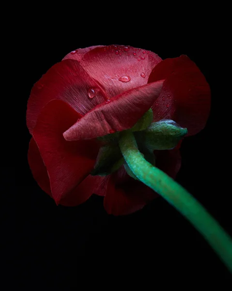 Lähikuva Punainen Persialainen Leinikki Kukka Vesipisaroita Mustalla Pohjalla Loma Onnittelukortin — kuvapankkivalokuva