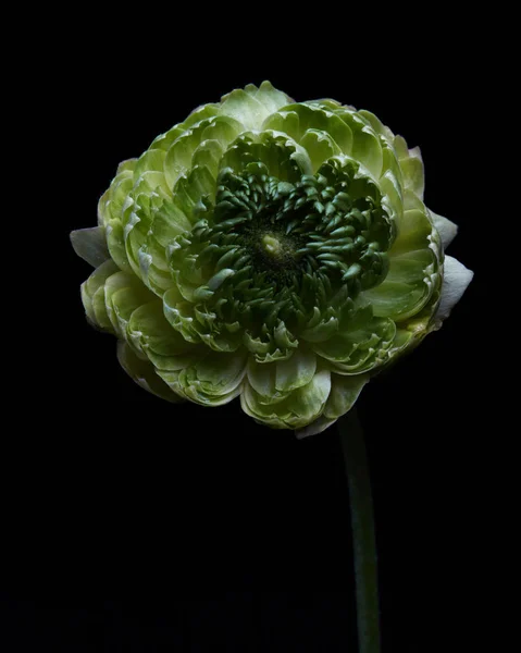 Groene Kruidnagel Bloem Zwarte Achtergrond Presenteren Voor Moederdag Andere Feestdagen — Stockfoto