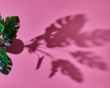 Üstten görünüm kompozisyon saksıyı yeşil yarısı yeşil gölgeler ile yaprakları bir tropikal Monstera bitki Philodendron bırakır. Pembe bir arka plan üzerinde yapraklarından bulanık yumuşak gölgeler.