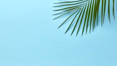 Metin için yer ile mavi bir arka plan üzerinde taze yeşil palmiye yaprağı. Doğal yaz arka plan. Düz yatıyordu