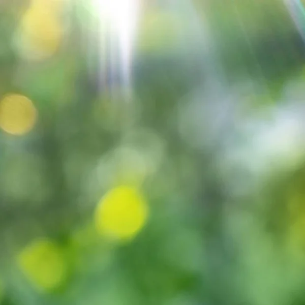 Fel Zonlicht Een Groene Onscherpe Achtergrond Bokeh Natuurlijke Zomer Achtergrond — Stockfoto