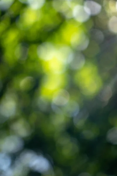 Fel Zonlicht Een Groene Onscherpe Achtergrond Bokeh Natuurlijke Zomer Achtergrond — Stockfoto