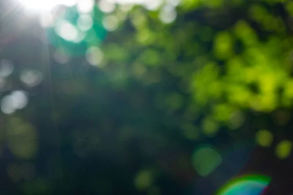 Grüner Sommergarten Verschwommener Natürlicher Hintergrund Mit Bokeh Effekt Einem Sonnigen — Stockfoto