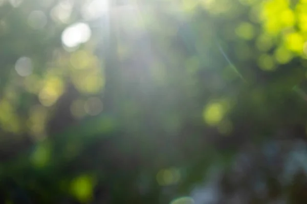 Яркий Размытый Фон Зеленых Деревьев Весеннем Парке Эффектом Боке Естественная — стоковое фото