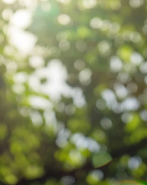 Естественный Солнечный Яркий Размытый Фон Боке Зеленой Листвы Прекрасная Летняя — стоковое фото