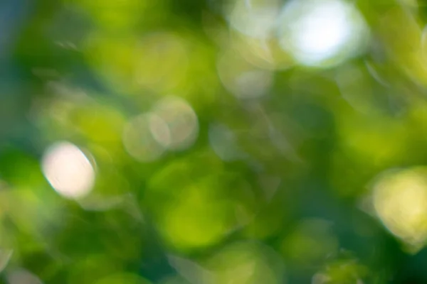 Yaratıcı Tasarım Için Bokeh Efektli Yeşil Bulanık Yaprakların Arka Plan — Stok fotoğraf