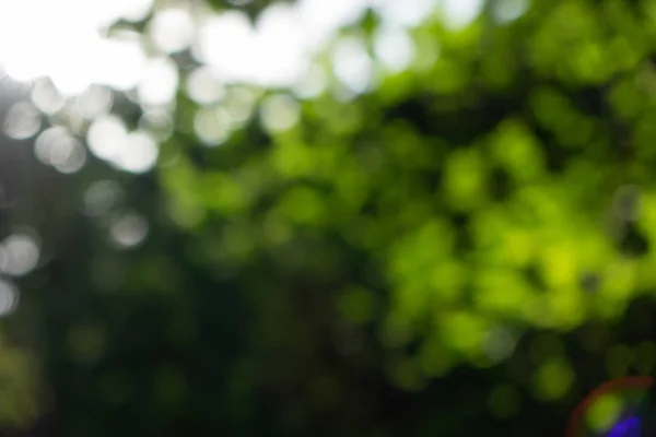 Kreative Natürliche Grüne Verschwommene Bokeh Hintergrund Frühlingskonzept — Stockfoto