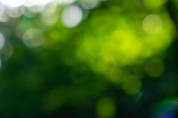 Природный Размытый Фон Боке Сделанный Зеленых Деревьев Летний День — стоковое фото